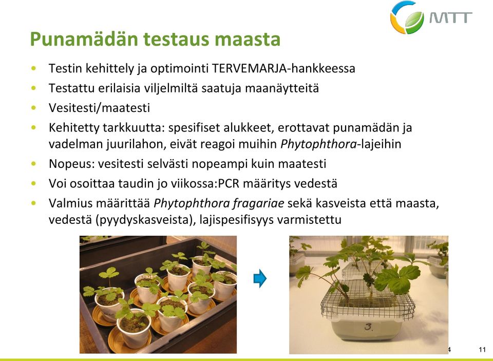 Phytophthora-lajeihin Nopeus: vesitesti selvästi nopeampi kuin maatesti Voi osoittaa taudin jo viikossa:pcr määritys vedestä Valmius