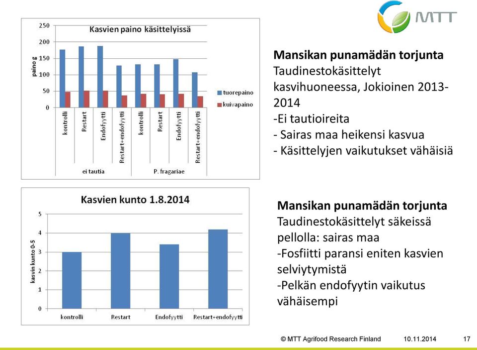 punamädän torjunta Taudinestokäsittelyt säkeissä pellolla: sairas maa -Fosfiitti paransi