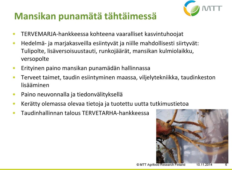 hallinnassa Terveet taimet, taudin esiintyminen maassa, viljelytekniikka, taudinkeston lisääminen Paino neuvonnalla ja tiedonvälityksellä