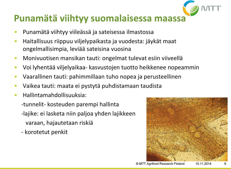 heikkenee nopeammin Vaarallinen tauti: pahimmillaan tuho nopea ja perusteellinen Vaikea tauti: maata ei pystytä puhdistamaan taudista Hallintamahdollisuuksia: