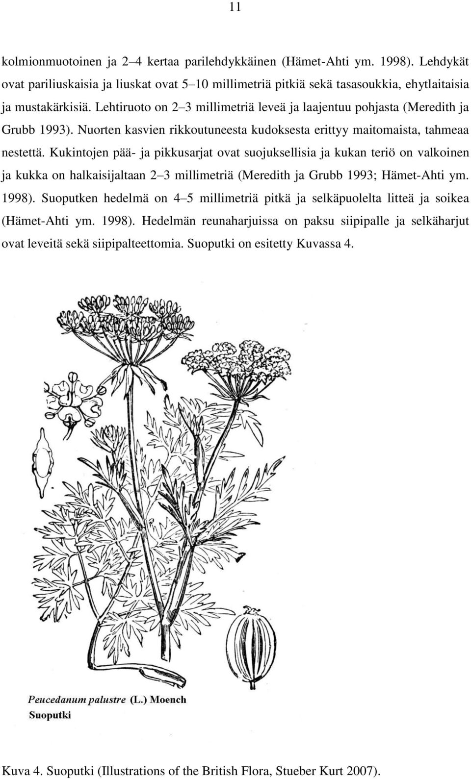Kukintojen pää- ja pikkusarjat ovat suojuksellisia ja kukan teriö on valkoinen ja kukka on halkaisijaltaan 2 3 millimetriä (Meredith ja Grubb 1993; Hämet-Ahti ym. 1998).