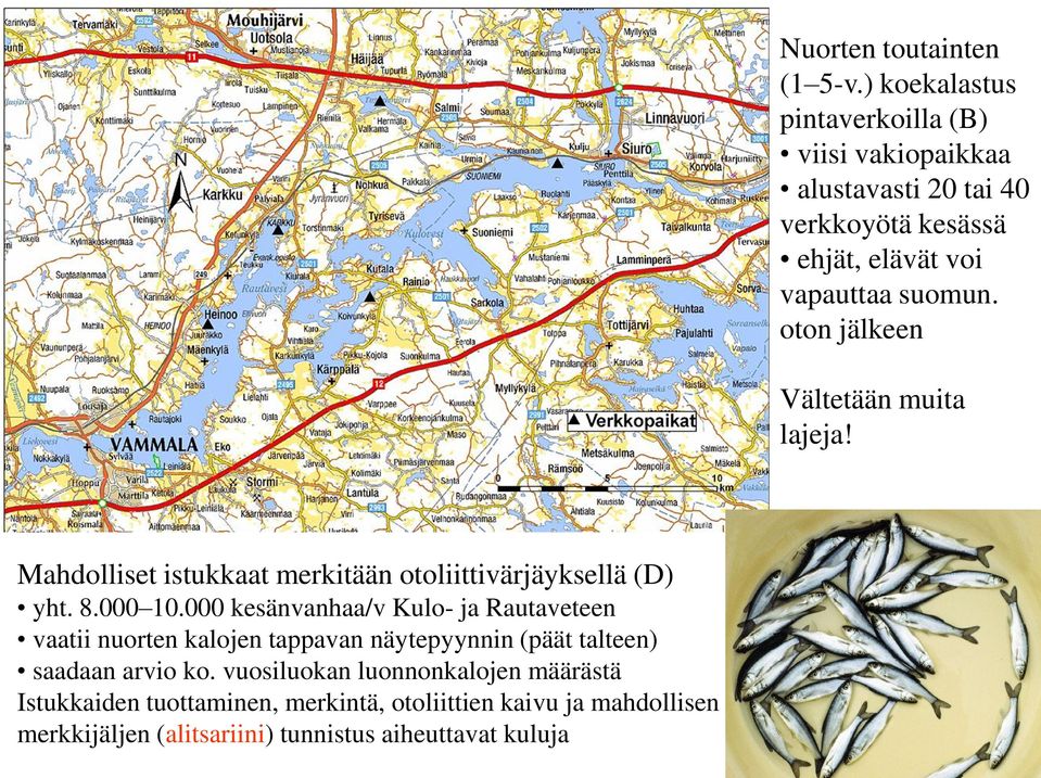 oton jälkeen Vältetään muita lajeja! Mahdolliset istukkaat merkitään otoliittivärjäyksellä (D) yht. 8.000 10.