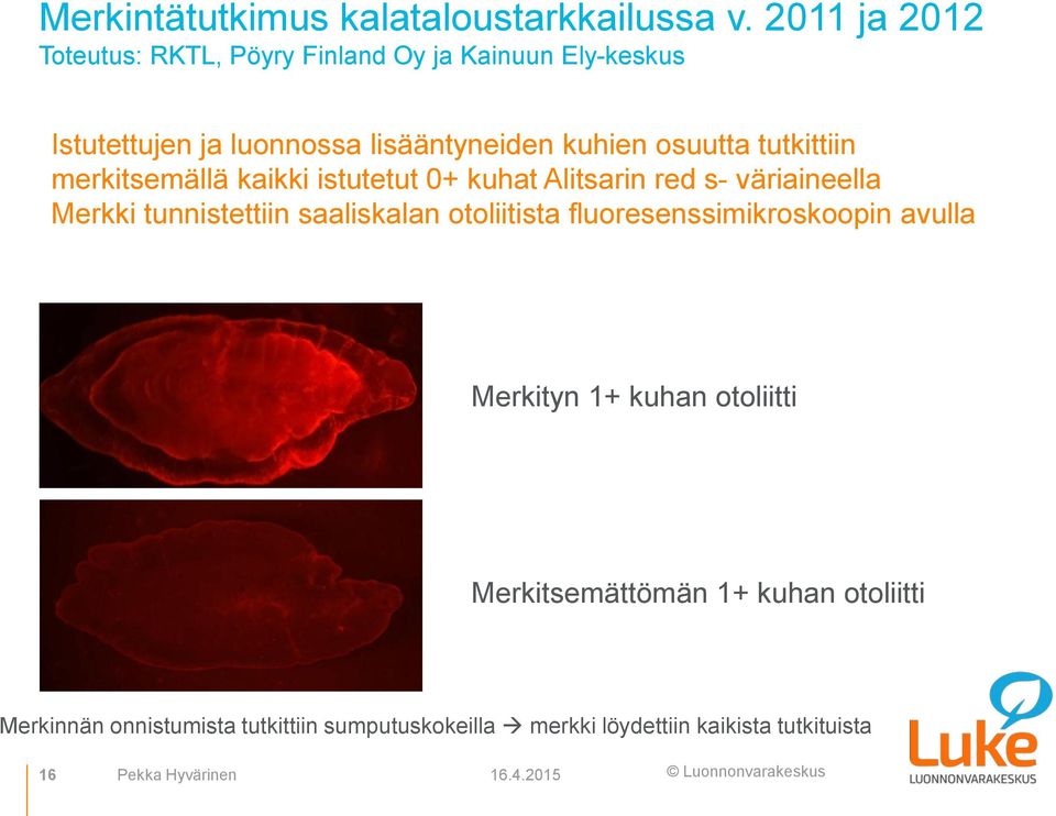 tutkittiin merkitsemällä kaikki istutetut + kuhat Alitsarin red s- väriaineella Merkki tunnistettiin saaliskalan