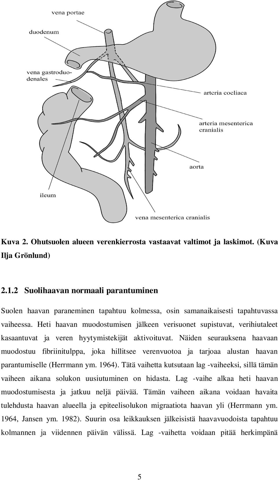 Heti haavan muodostumisen jälkeen verisuonet supistuvat, verihiutaleet kasaantuvat ja veren hyytymistekijät aktivoituvat.