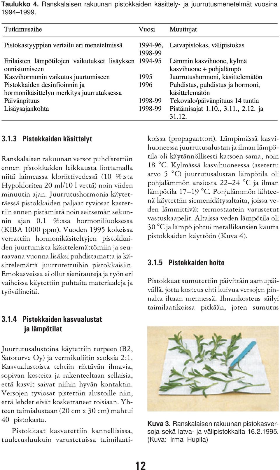 noin viiden minuutin ajan. Juurrutushormonia käytettäessä pistokkaiden paljaat tyviosat kastettiin ennen pistämistä noin seitsemän sekunnin ajan 0,1 %:ssa hormoniliuoksessa (KIBA 1000 ppm).