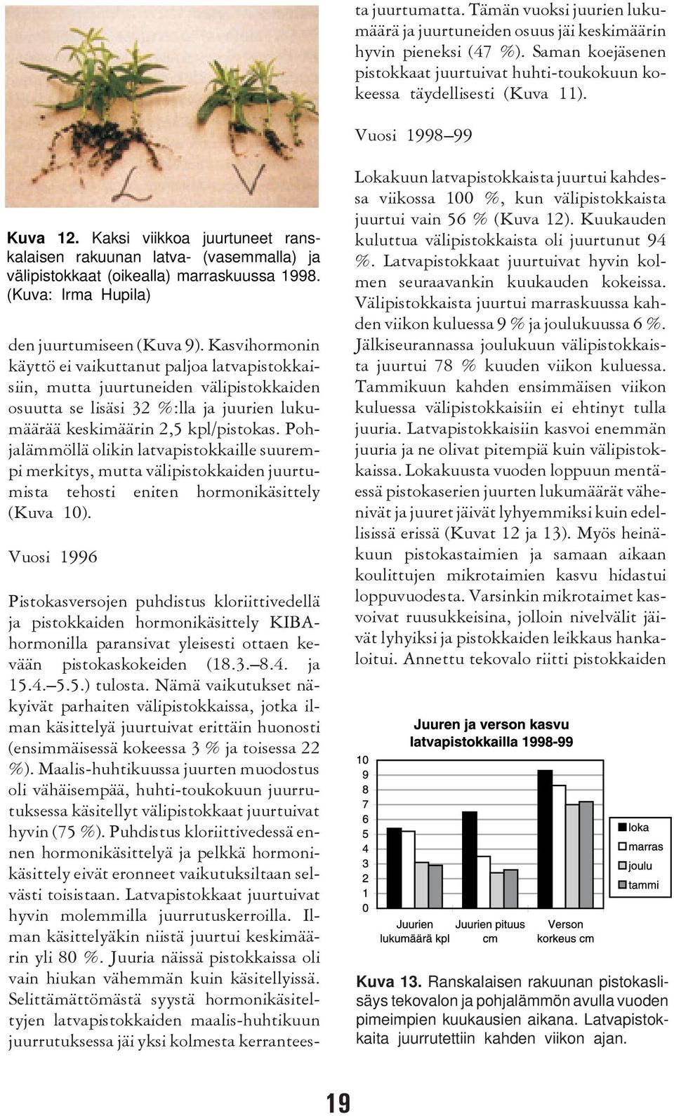 Kasvihormonin käyttö ei vaikuttanut paljoa latvapistokkaisiin, mutta juurtuneiden välipistokkaiden osuutta se lisäsi 32 %:lla ja juurien lukumäärää keskimäärin 2,5 kpl/pistokas.