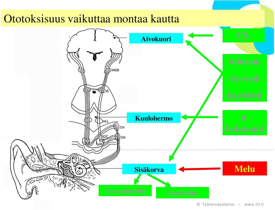 styreeni ksyleenit Kuulohermo n-