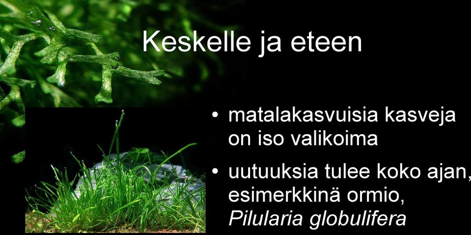 valikoima uutuuksia tulee koko