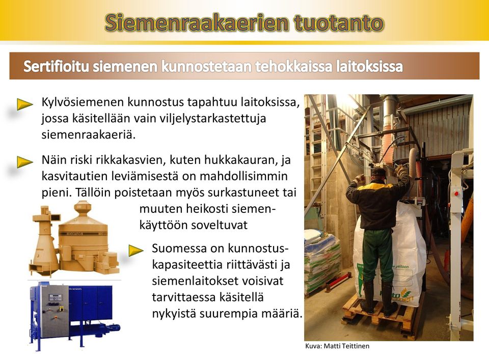 Tällöin poistetaan myös surkastuneet tai muuten heikosti siemenkäyttöön soveltuvat siemenet.