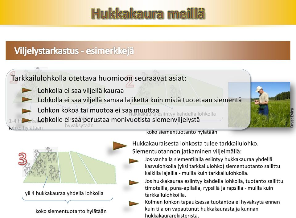 monivuotista siemenviljelystä koko siementuotanto hylätään Hukkakauraisesta lohkosta tulee tarkkailulohko.