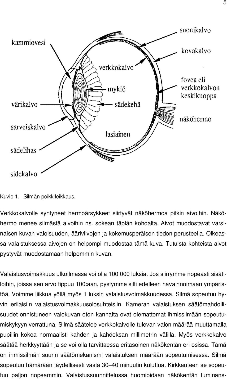 Tutuista kohteista aivot pystyvät muodostamaan helpommin kuvan. Valaistusvoimakkuus ulkoilmassa voi olla 100 000 luksia.