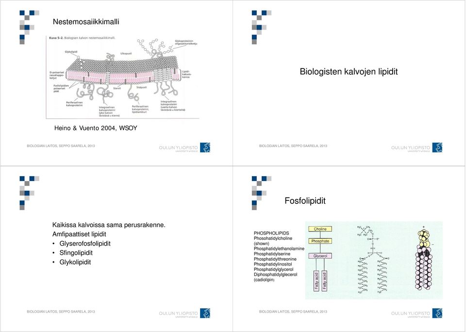 Amfipaattiset lipidit Glyserofosfolipidit Sfingolipidit Glykolipidit PHOSPHOLIPIDS