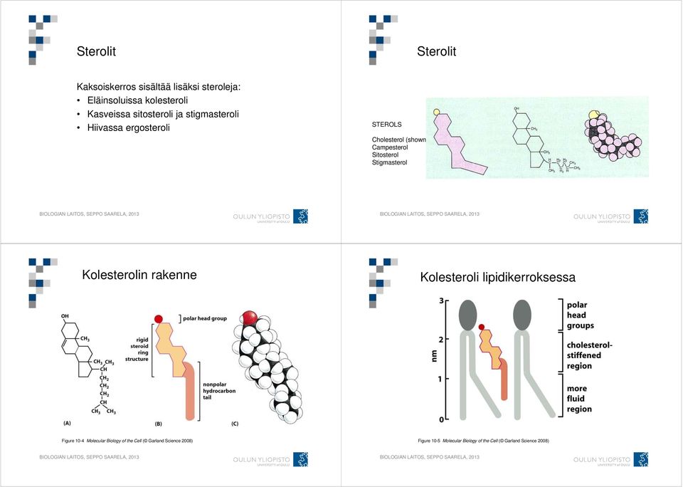 Sitosterol Stigmasterol Kolesterolin rakenne Kolesteroli lipidikerroksessa Figure 10-4 Molecular