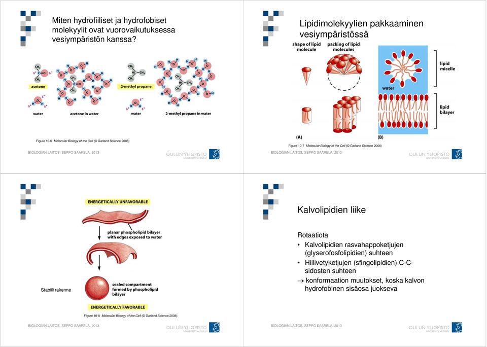 of the Cell ( Garland Science 2008) Kalvolipidien liike Stabiili rakenne Rotaatiota Kalvolipidien rasvahappoketjujen (glyserofosfolipidien)