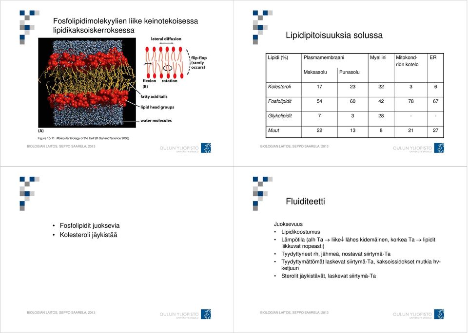 Science 2008) Fluiditeetti Fosfolipidit juoksevia Kolesteroli jäykistää Juoksevuus Lipidikoostumus Lämpötila (alh Ta liike lähes kidemäinen, korkea Ta lipidit