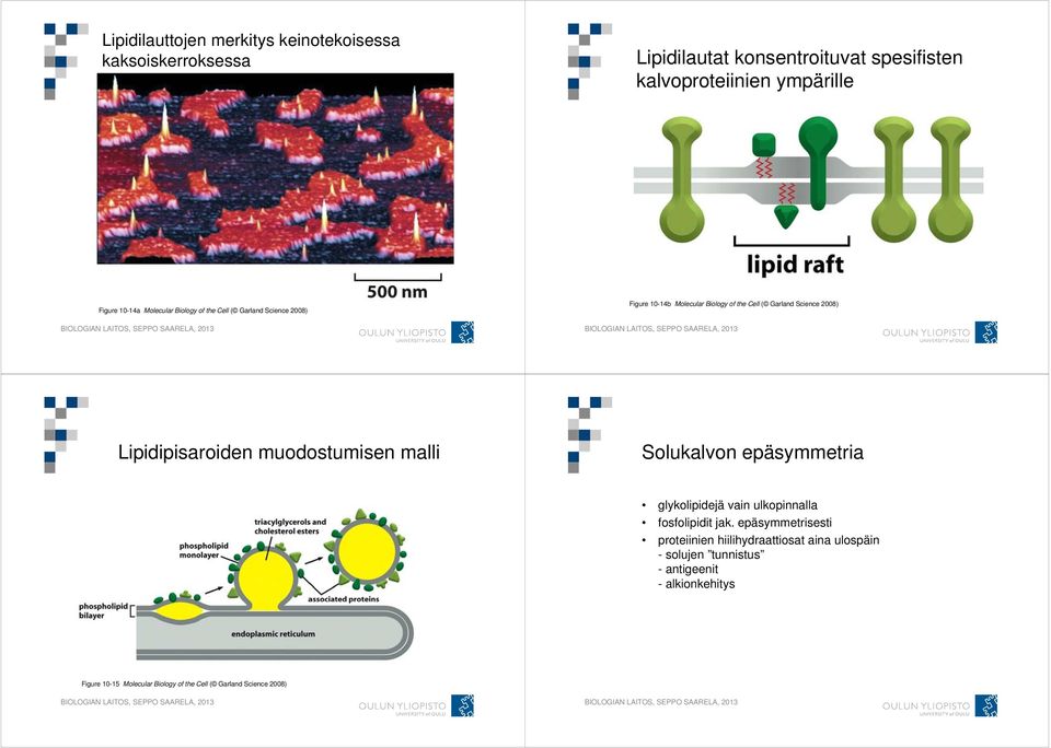 Lipidipisaroiden muodostumisen malli Solukalvon epäsymmetria glykolipidejä vain ulkopinnalla fosfolipidit jak.