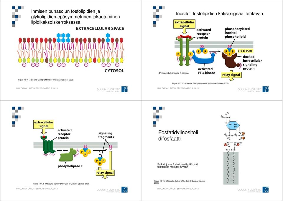 Molecular Biology of the Cell ( Garland Science 2008) Fosfatidylinositoli difosfaatti Paikat, jossa fosfolipaasit pilkkovat fosfolipidit