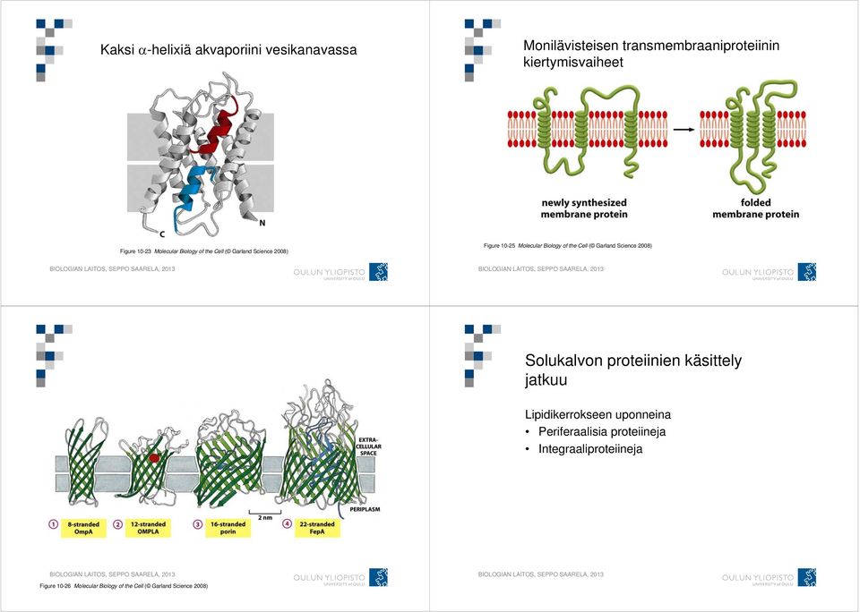 the Cell ( Garland Science 2008) Solukalvon proteiinien käsittely jatkuu Lipidikerrokseen uponneina