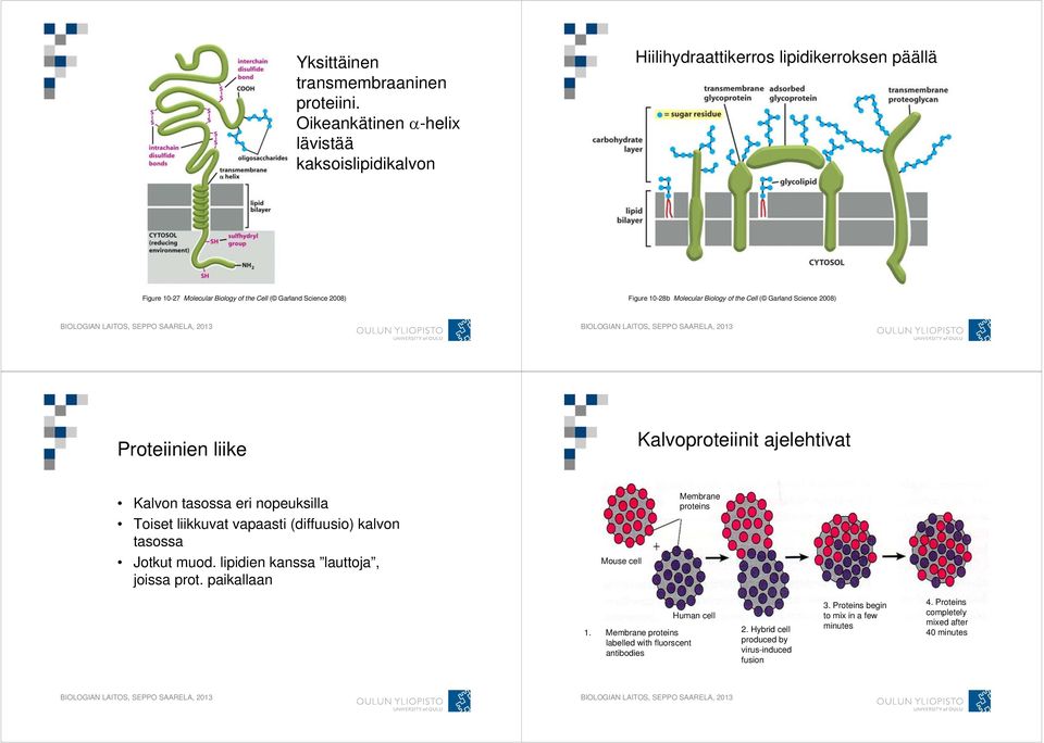 10-28b Molecular Biology of the Cell ( Garland Science 2008) Proteiinien liike Kalvoproteiinit ajelehtivat Kalvon tasossa eri nopeuksilla Toiset liikkuvat vapaasti