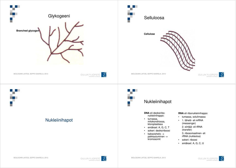 deoksiriboosi kaksoishelix pakkautuminen kromosomit RNA eli ribonukleiinihappo: tumassa, solulimassa 1.