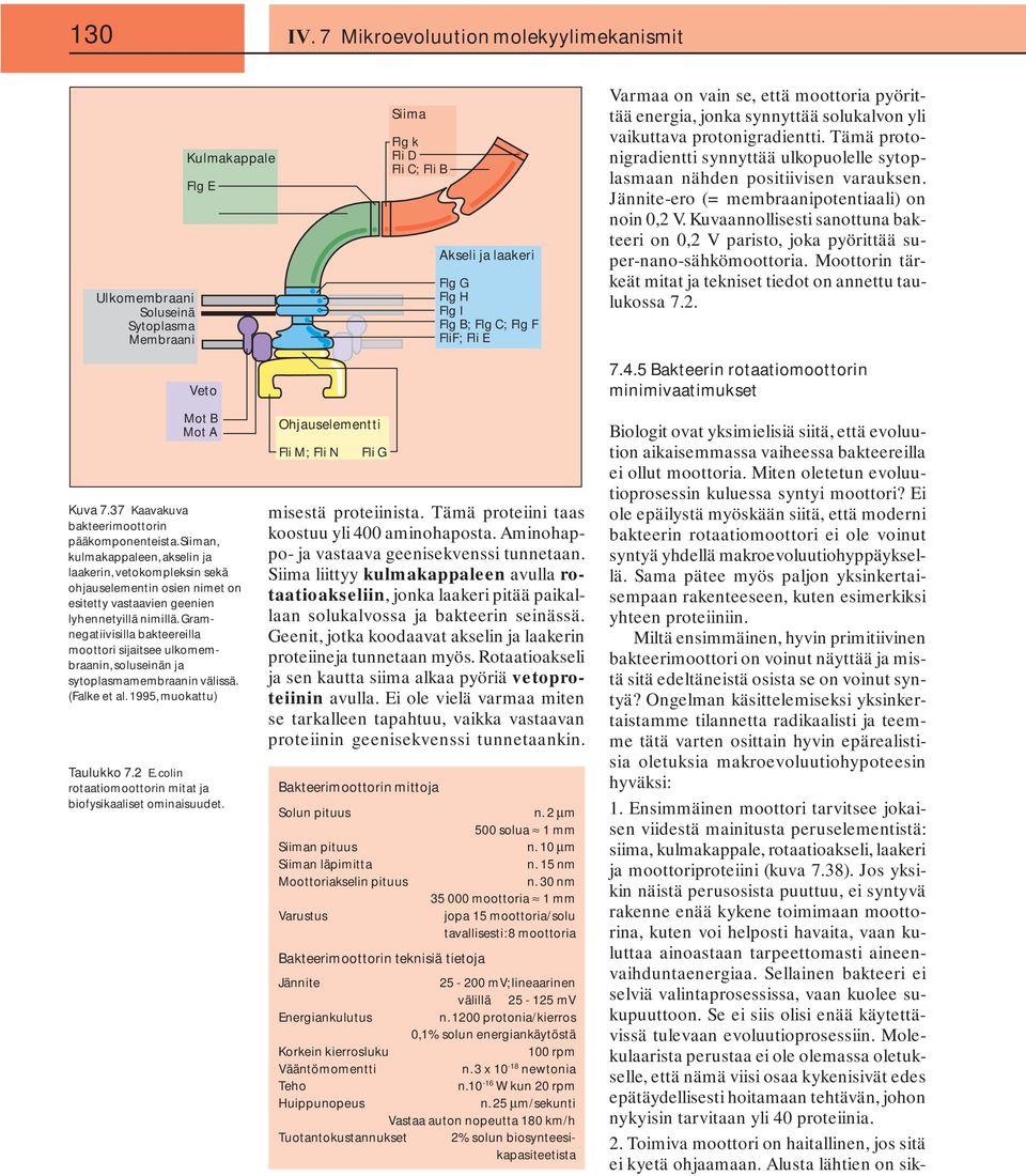 Gramnegatiivisilla bakteereilla moottori sijaitsee ulkomembraanin, soluseinän ja sytoplasmamembraanin välissä. (Falke et al. 1995, muokattu) Taulukko 7.2 E.