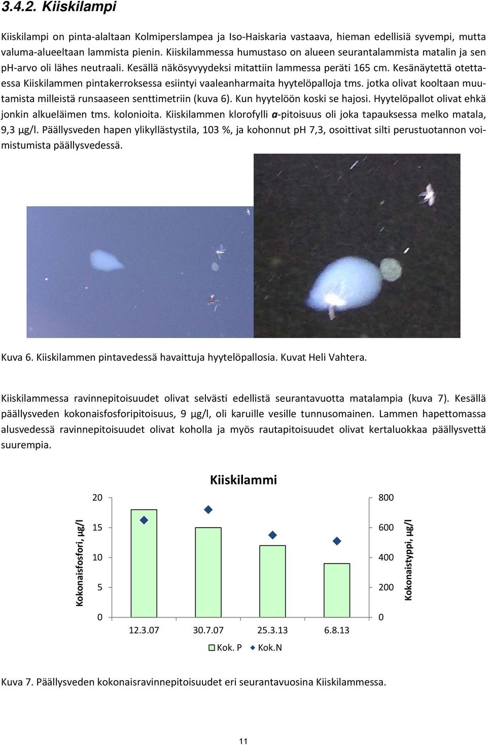 Kesänäytettä otettaessa Kiiskilammen pintakerroksessa esiintyi vaaleanharmaita hyytelöpalloja tms. jotka olivat kooltaan muutamista milleistä runsaaseen senttimetriin (kuva 6).