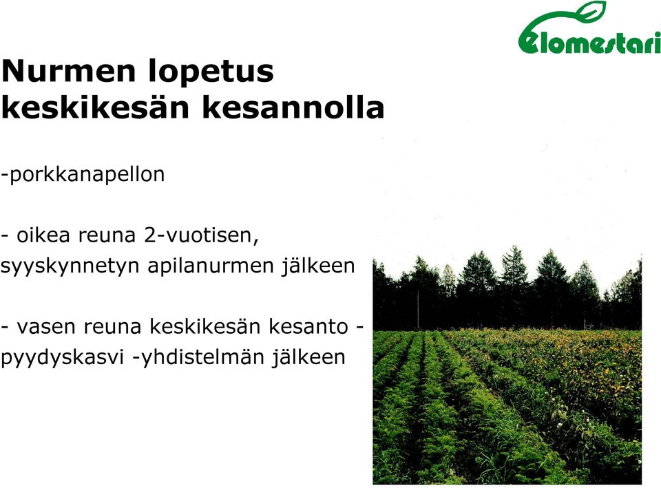 syyskynnetyn apilanurmen jälkeen - vasen