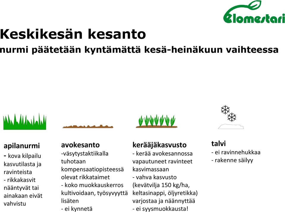 muokkauskerros kultivoidaan, työsyvyyttä lisäten - ei kynnetä kerääjäkasvusto - kerää avokesannossa vapautuneet ravinteet kasvimassaan -