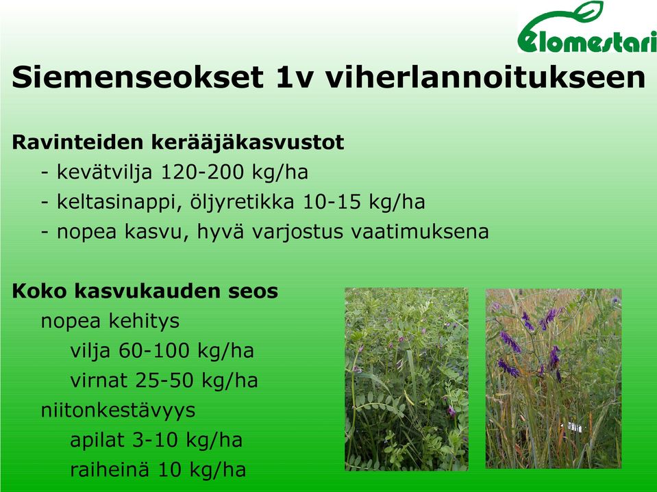 kasvu, hyvä varjostus vaatimuksena Koko kasvukauden seos nopea kehitys