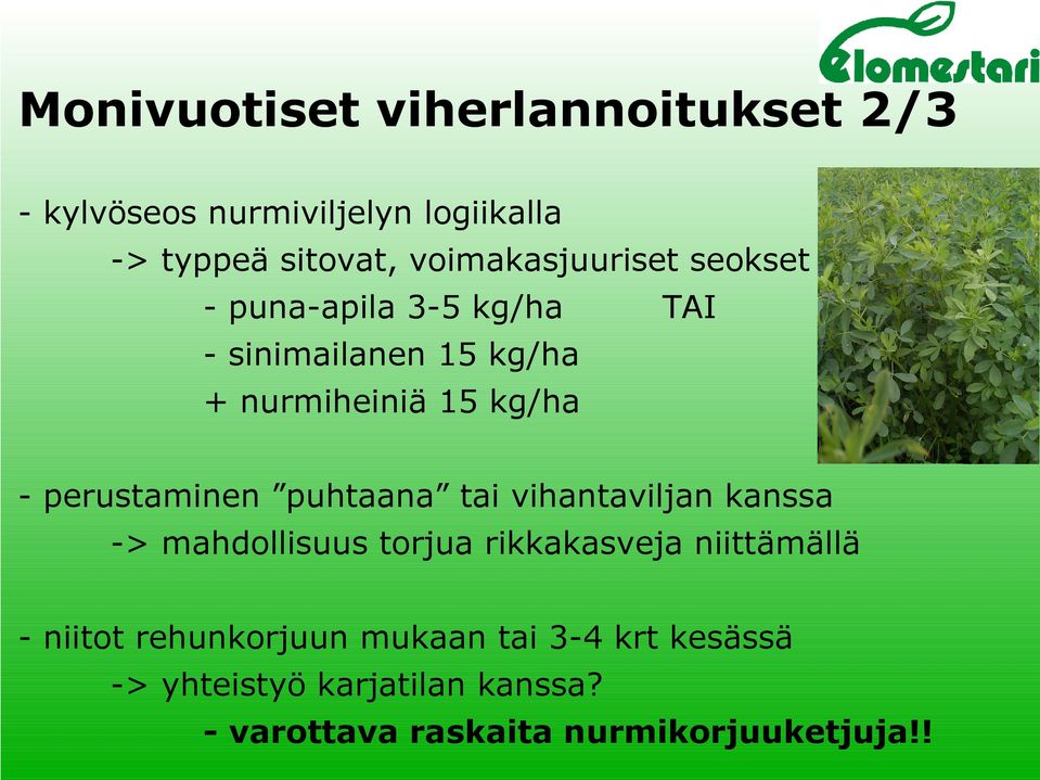 perustaminen puhtaana tai vihantaviljan kanssa -> mahdollisuus torjua rikkakasveja niittämällä -