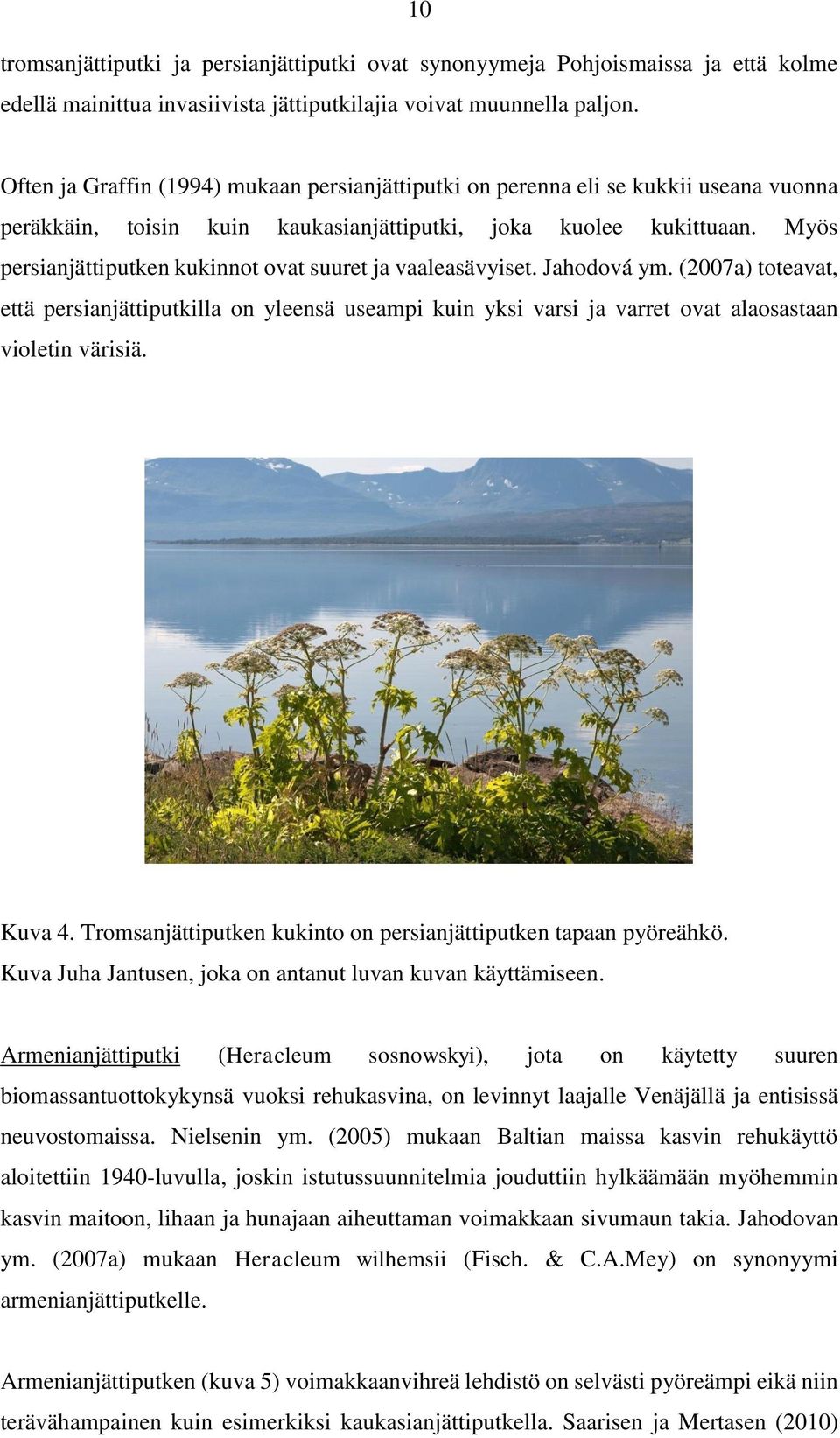 Myös persianjättiputken kukinnot ovat suuret ja vaaleasävyiset. Jahodová ym. (2007a) toteavat, että persianjättiputkilla on yleensä useampi kuin yksi varsi ja varret ovat alaosastaan violetin värisiä.