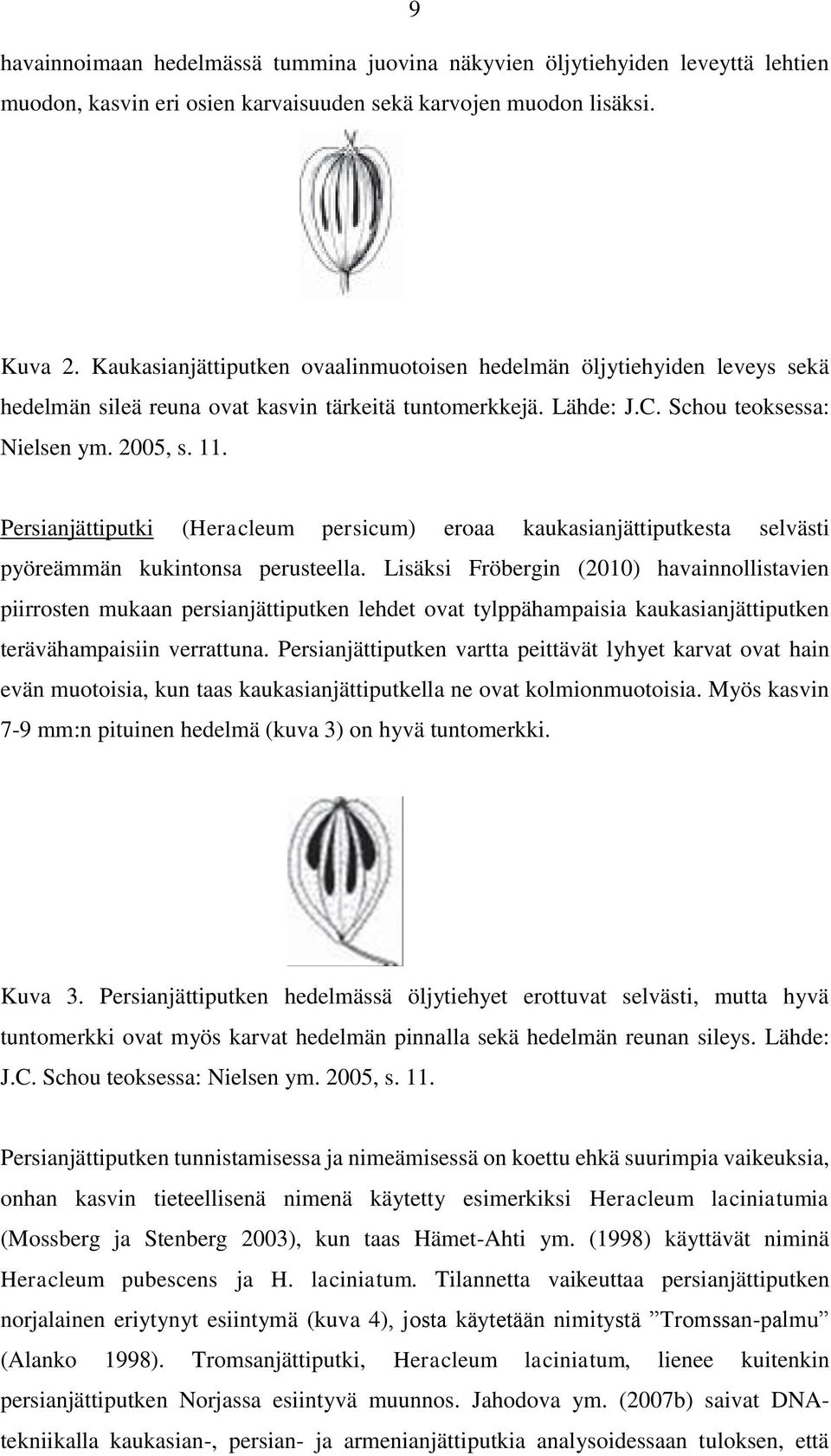 Persianjättiputki (Heracleum persicum) eroaa kaukasianjättiputkesta selvästi pyöreämmän kukintonsa perusteella.