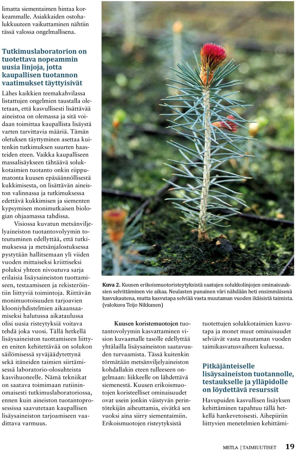 kasvullisesti lisättävää aineistoa on olemassa ja sitä voidaan toimittaa kaupallista lisäystä varten tarvittavia määriä.