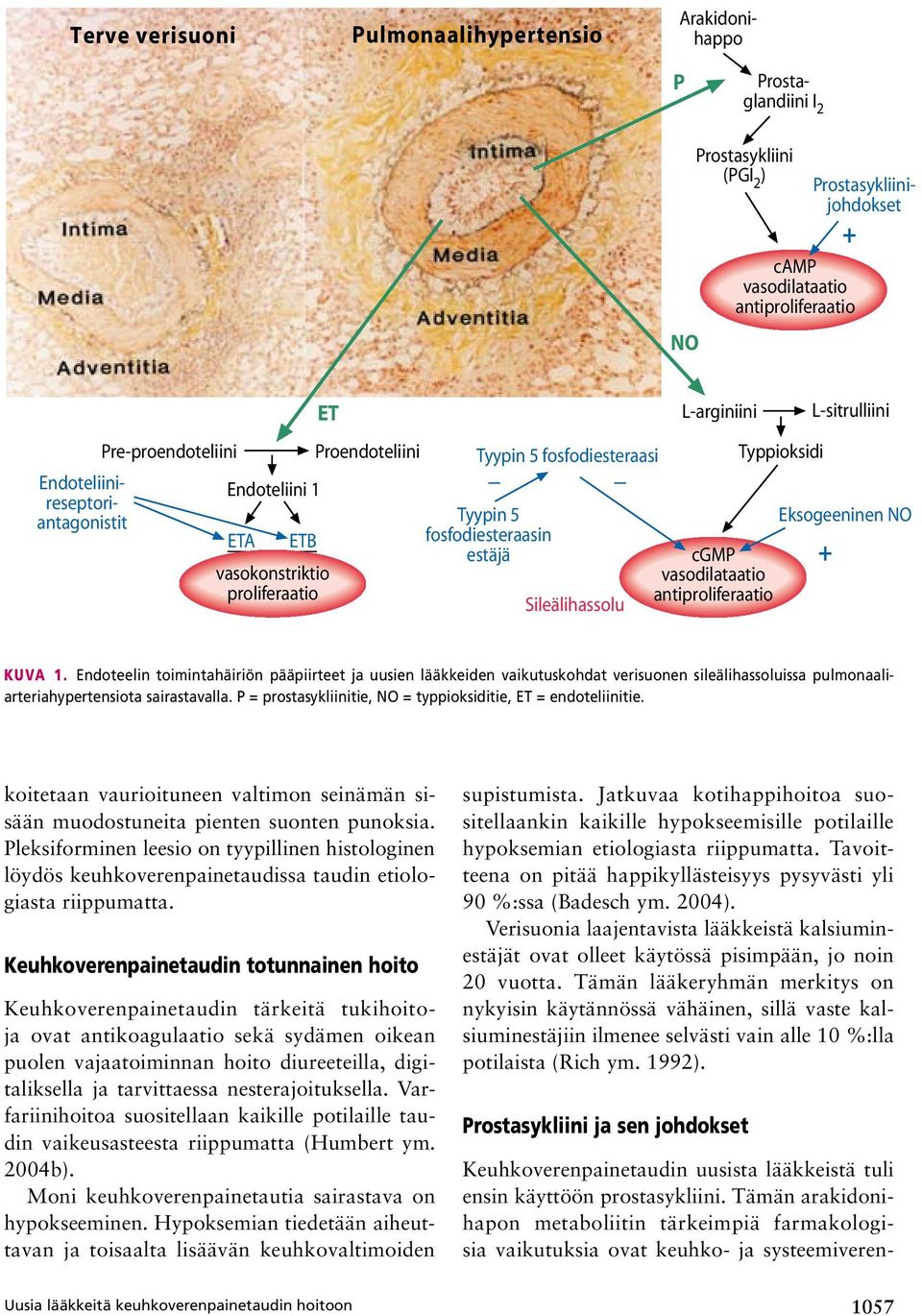 vasokonstriktio vasodilataatio proliferaatio antiproliferaatio Sileälihassolu Kuva 1.