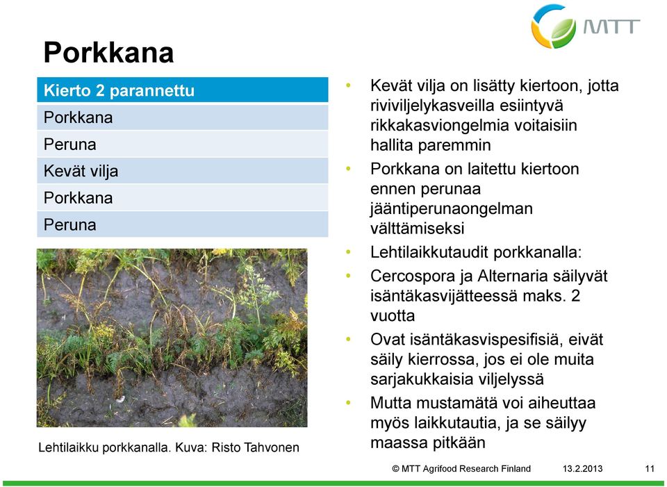 laitettu kiertoon ennen perunaa jääntiperunaongelman välttämiseksi Lehtilaikkutaudit porkkanalla: Cercospora ja Alternaria säilyvät