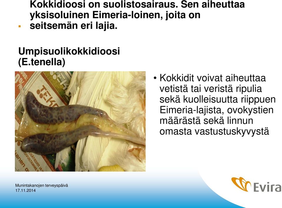 Umpisuolikokkidioosi (E.