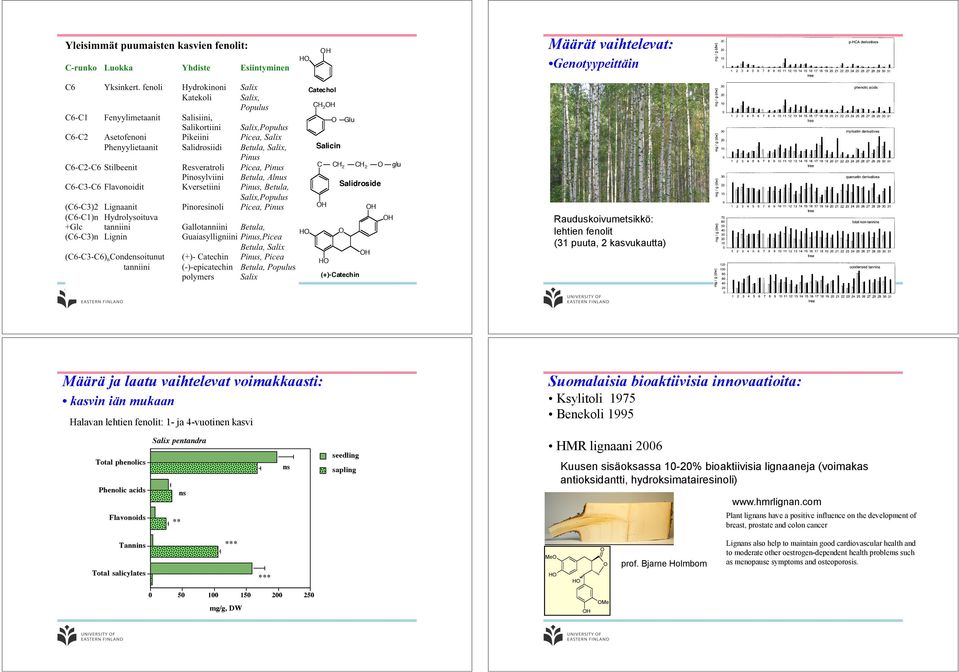 Phenolic acids HM lignaani 2006 Kuusen sisäoksassa 10-20% bioaktiivisia lignaaneja (voimakas antioksidantti, hydroksimatairesinoli) sapling ns Flavonoids www.hmrlignan.