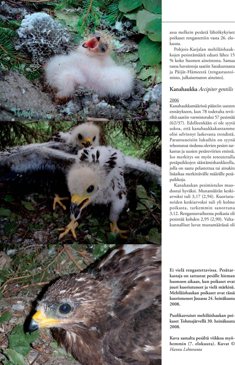 Kanahaukka Accipiter gentilis 2006 Kanahaukkamäärissä päästiin uuteen ennätykseen, kun 78 todetulta reviiriltä saatiin varmistetuksi 57 pesintää (62/37).
