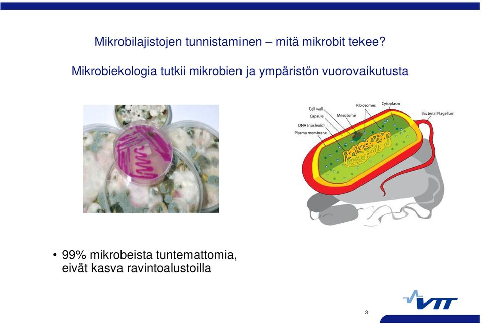Mikrobiekologia tutkii mikrobien ja