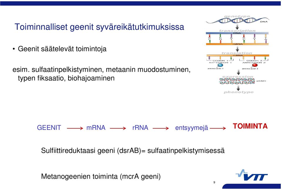 biohajoaminen GEENIT mrna rrna entsyymejä TOIMINTA Sulfiittireduktaasi