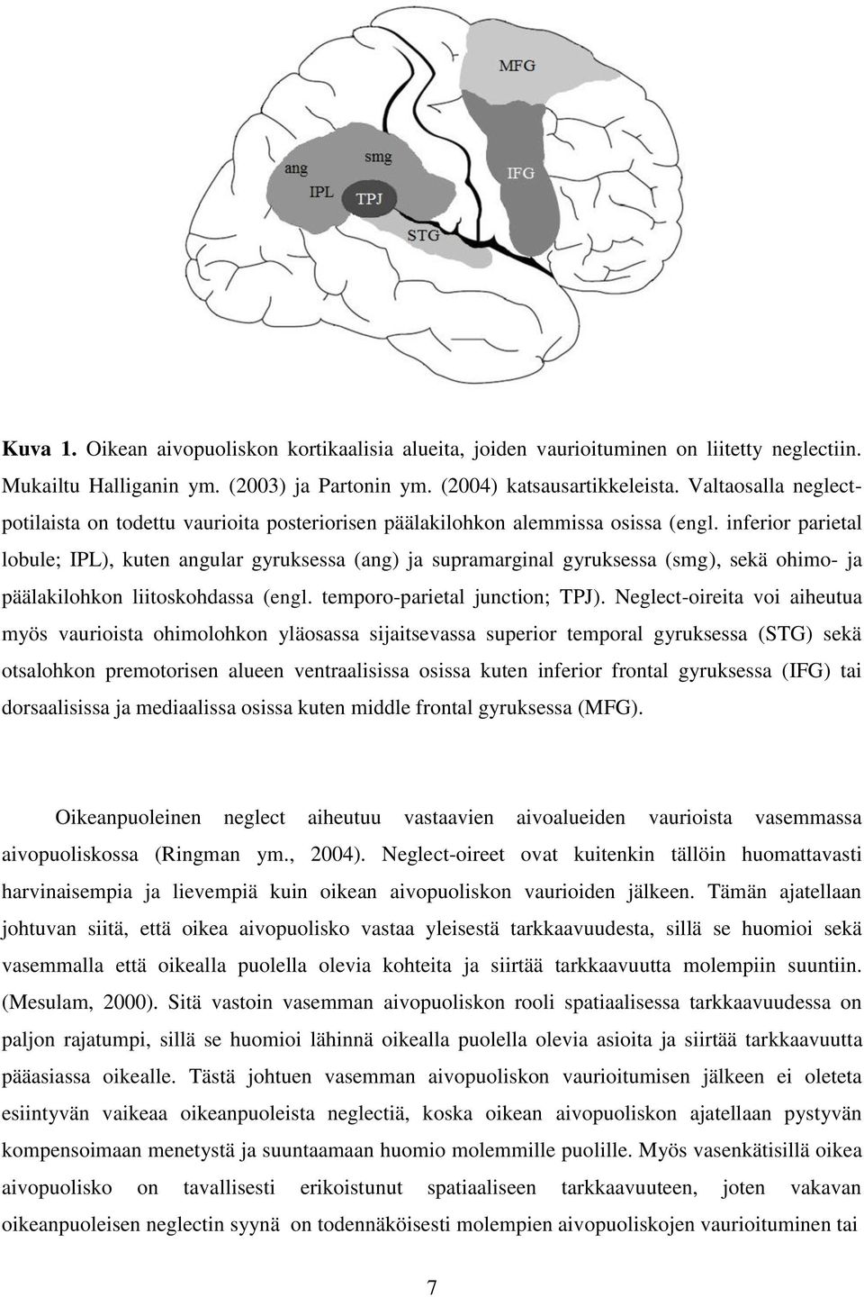 inferior parietal lobule; IPL), kuten angular gyruksessa (ang) ja supramarginal gyruksessa (smg), sekä ohimo- ja päälakilohkon liitoskohdassa (engl. temporo-parietal junction; TPJ).