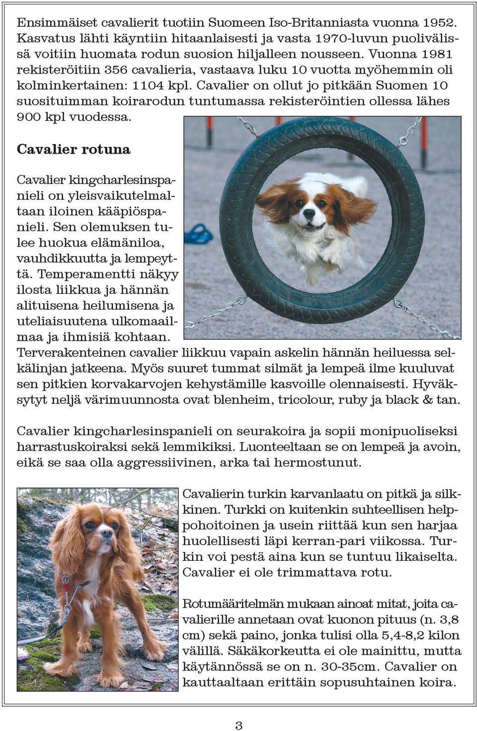 Cavalier on ollut jo pitkään Suomen 10 suosituimman koirarodun tuntumassa rekisteröintien ollessa lähes 900 kpl vuodessa.