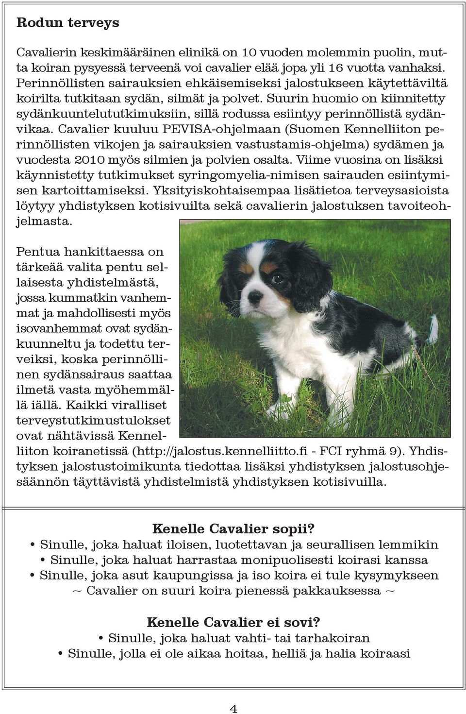 Suurin huomio on kiinnitetty sydänkuuntelututkimuksiin, sillä rodussa esiintyy perinnöllistä sydänvikaa.