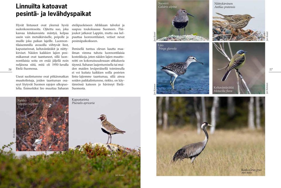 Pääjoukot kasvaa kitukasvuista mäntyä, kelpaa jatkavat Lappiin, mutta osa kel- usein vain metsäkirviselle, peipolle ja puuttaa luonnontilaiset, vetiset nevat muille joka paikan lajeille.