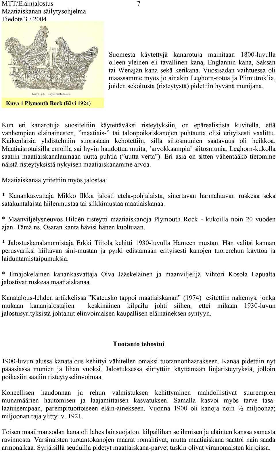 Kuva 1 Plymouth Rock (Kivi 1924) Kun eri kanarotuja suositeltiin käytettäväksi risteytyksiin, on epärealistista kuvitella, että vanhempien eläinainesten, maatiais- tai talonpoikaiskanojen puhtautta