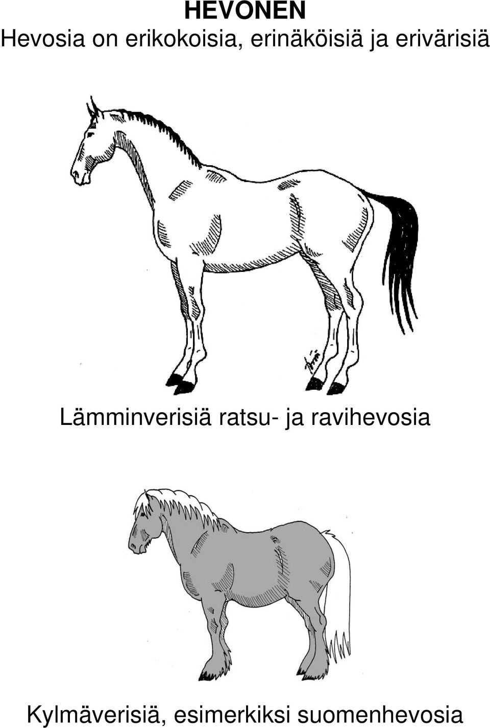 Lämminverisiä ratsu- ja