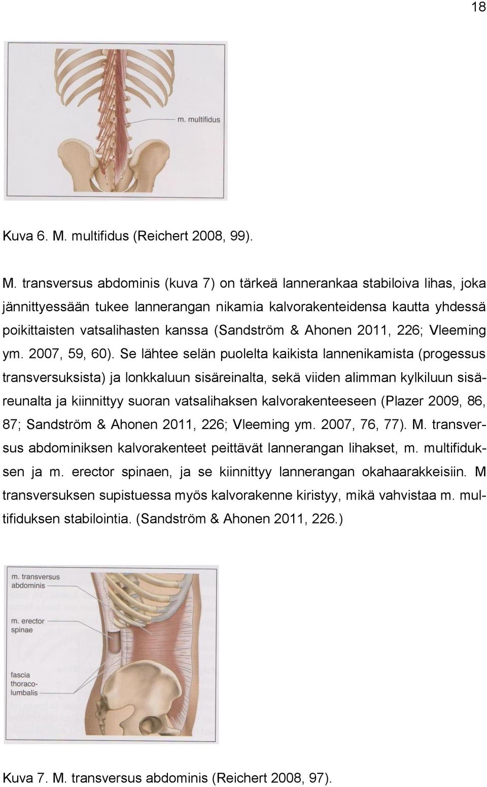 transversus abdominis (kuva 7) on tärkeä lannerankaa stabiloiva lihas, joka jännittyessään tukee lannerangan nikamia kalvorakenteidensa kautta yhdessä poikittaisten vatsalihasten kanssa (Sandström &