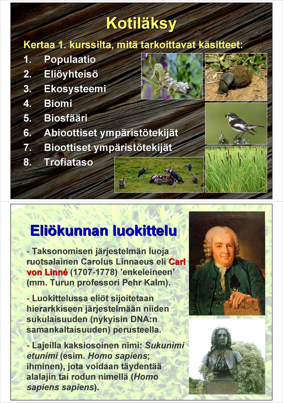 Trofiataso Eliökunnan luokittelu - Taksonomisen järjestelmän luoja ruotsalainen Carolus Linnaeus eli Carl von Linné (1707-1778) enkeleineen (mm.