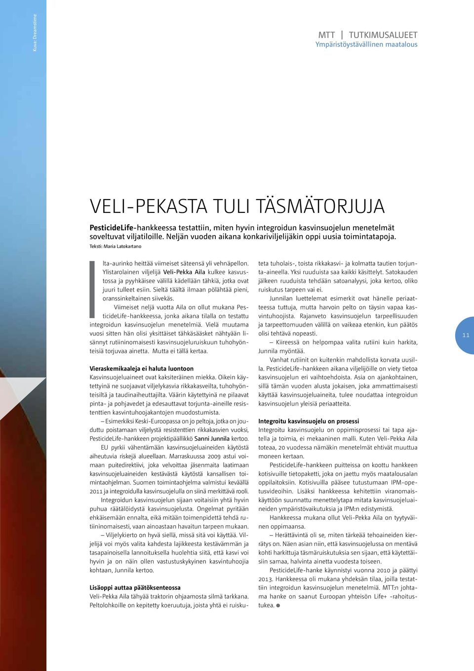 Ylistarolainen viljelijä Veli-Pekka Aila kulkee kasvustossa ja pyyhkäisee välillä kädellään tähkiä, jotka ovat juuri tulleet esiin. Sieltä täältä ilmaan pölähtää pieni, oranssinkeltainen siivekäs.