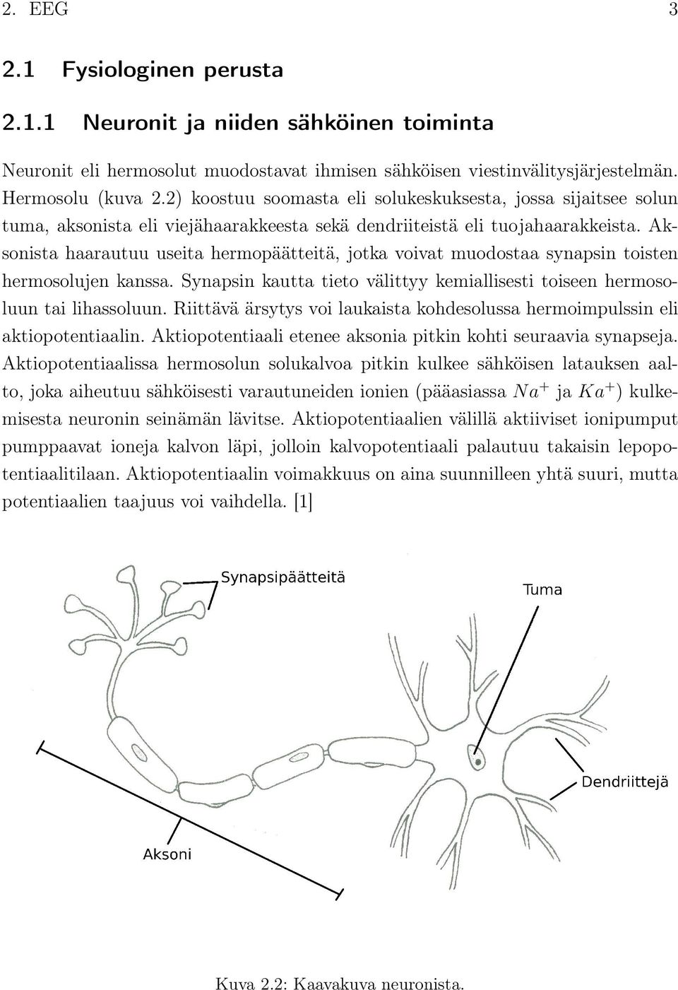 Aksonista haarautuu useita hermopäätteitä, jotka voivat muodostaa synapsin toisten hermosolujen kanssa. Synapsin kautta tieto välittyy kemiallisesti toiseen hermosoluun tai lihassoluun.